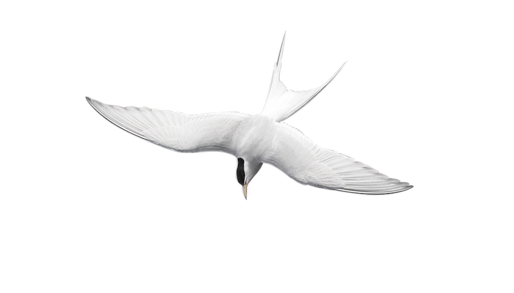 An animation of an arctic tern morphing into ALIA